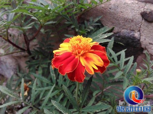 F2.0大光圈摄像头_中国移动A1第3张图