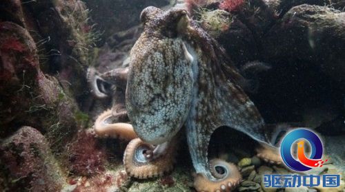 科幻电影没拍错 章鱼真的和外星人差不多_科学