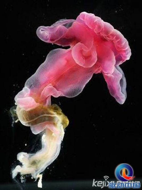 美国国家地理选出全球最怪异生物:独眼鲨鱼居