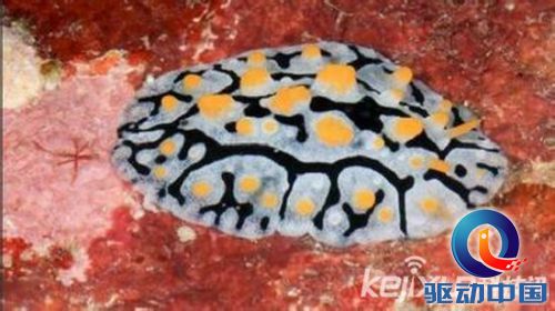 美国国家地理选出全球最怪异生物:独眼鲨鱼居