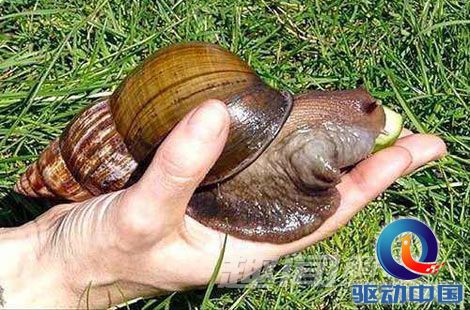 世界上最大的蜗牛有多大啊