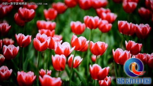 画质如何?乐视X55 Pro实测解析
