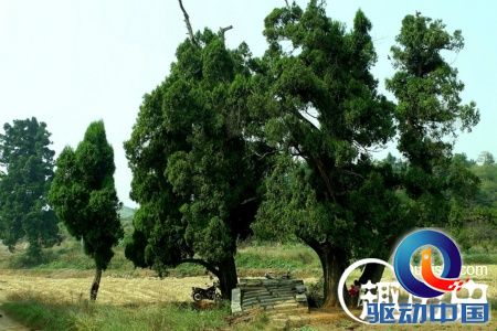 祖坟上种什么树好_墓地风水100例图解_坟地长树穿棺出