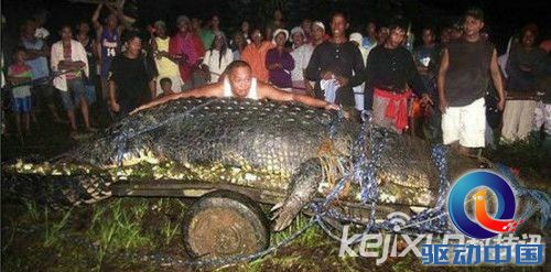 全球十大超级动物 英男子捕巨型龙虾巨钳可剪