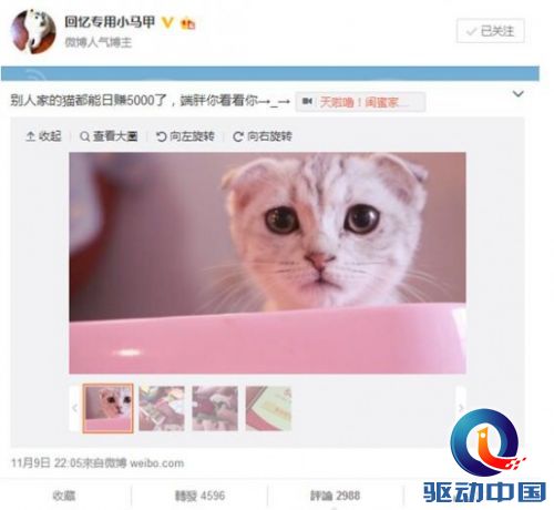 抢红包神兽诞生！想抢360手机助手红包，就养一只“抢红猫”吧