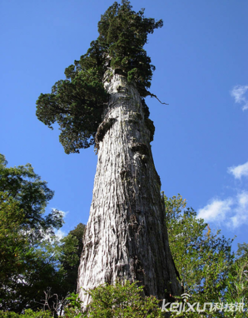 盘点世界十大“千年古树” 最长可追溯至4000年前