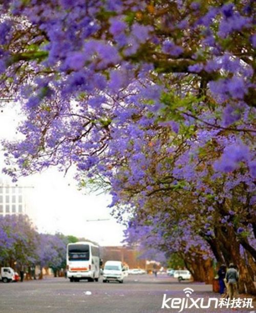 津巴布韦：真实的童话世界 蓝紫色花瓣的飘落美极了