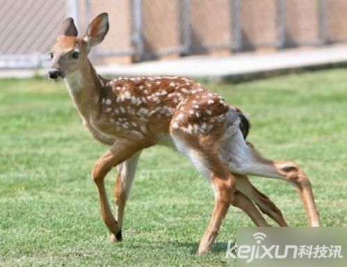 盘点:最罕见畸形动物 双头猫获吉尼斯纪录