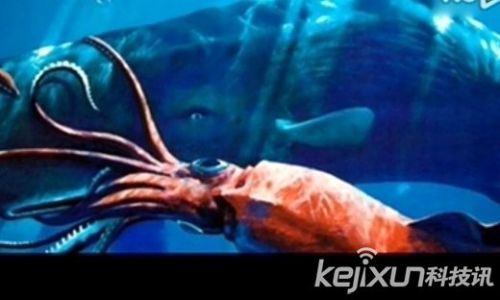 盘点全球十大神秘动物:长相奇葩的霍加狓