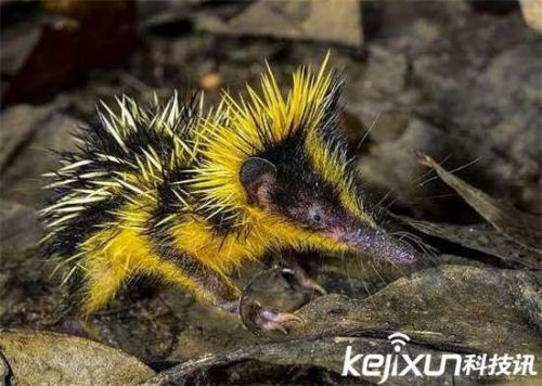 全球罕见32种稀有动物 奇珍异兽各怀绝技