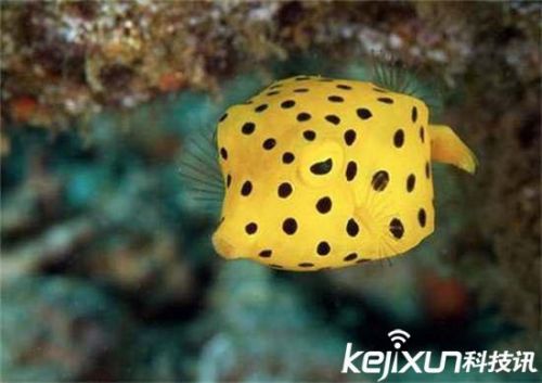 全球罕见32种稀有动物 奇珍异兽各怀绝技