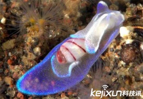 全球罕见32种稀有动物 奇珍异兽各怀绝技