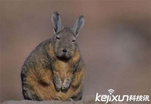 全球罕见32种稀有动物 奇珍异兽各怀绝技