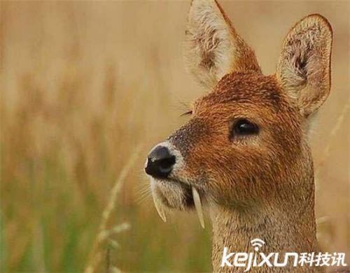 全球罕见32种稀有动物 奇珍异兽各怀绝技