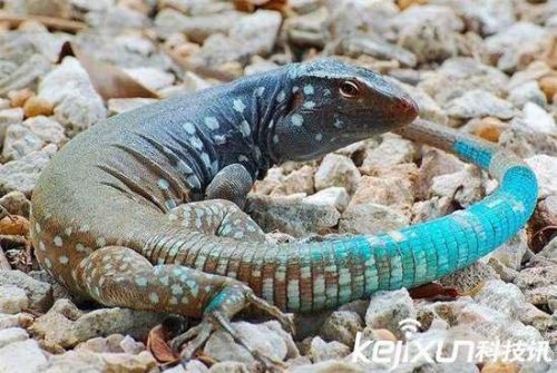 全球罕见32种稀有动物 奇珍异兽各怀绝技