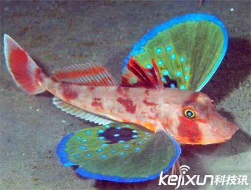 全球罕见32种稀有动物 奇珍异兽各怀绝技