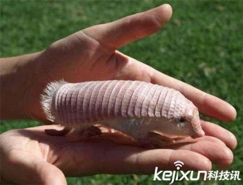 全球罕见32种稀有动物 奇珍异兽各怀绝技