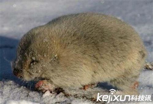 全球罕见32种稀有动物 奇珍异兽各怀绝技