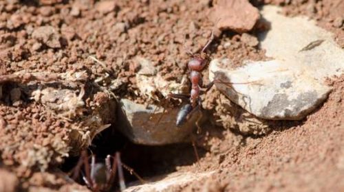 拥有钻洞习性的动物，比如蚂蚁，正在改变着土壤的性质与面貌