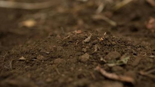 对于很多生命而言，土壤都是它们生存的必须