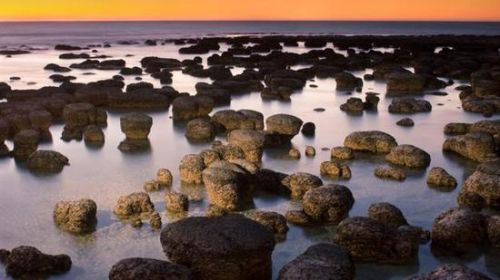 澳大利亚海岸边形成的现代叠层石