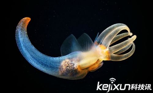 摄影师拍摄海洋生物 难以置信竟是真的