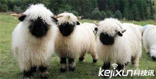 全球罕见32种稀有动物 奇珍异兽各怀绝技