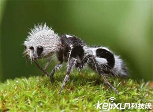 全球罕见32种稀有动物 奇珍异兽各怀绝技