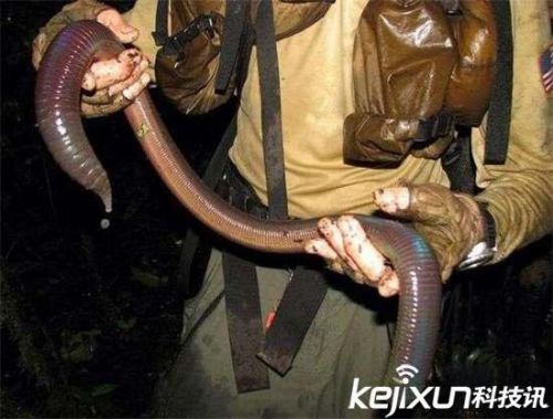 全球罕见32种稀有动物 奇珍异兽各怀绝技