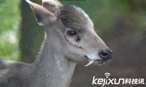 全球罕见32种稀有动物 奇珍异兽各怀绝技