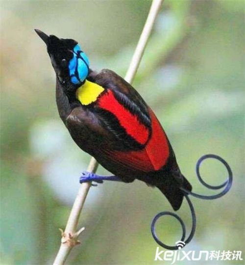 全球罕见32种稀有动物 奇珍异兽各怀绝技