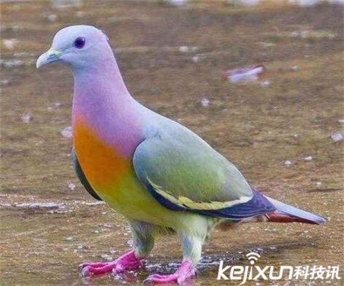 全球罕见32种稀有动物 奇珍异兽各怀绝技