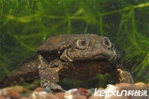 全球罕见32种稀有动物 奇珍异兽各怀绝技