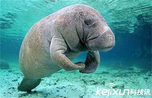 全球罕见32种稀有动物 奇珍异兽各怀绝技