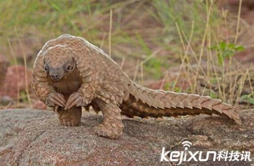 全球罕见32种稀有动物 奇珍异兽各怀绝技