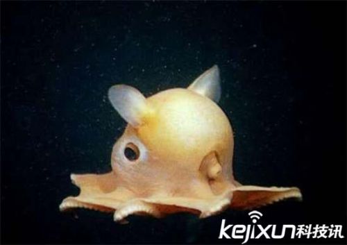 全球罕见32种稀有动物 奇珍异兽各怀绝技