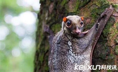 全球罕见32种稀有动物 奇珍异兽各怀绝技