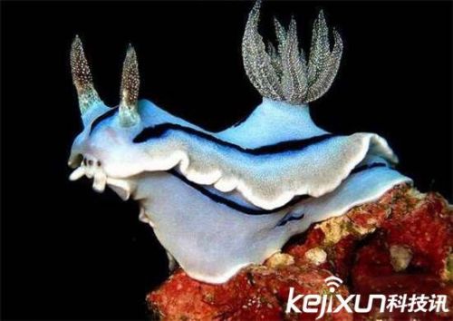 全球罕见32种稀有动物 奇珍异兽各怀绝技