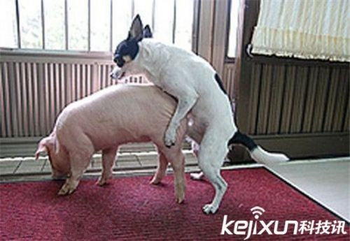 三观尽毁：发情的超级笨狗竟与小猪当众交媾