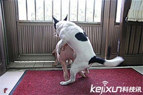 三观尽毁：发情的超级笨狗竟与小猪当众交媾