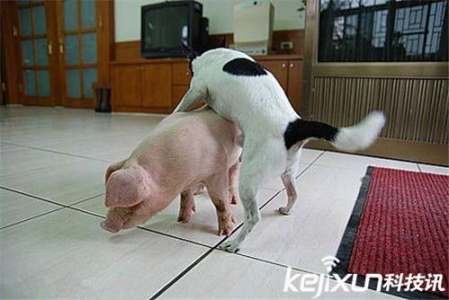 三观尽毁：发情的超级笨狗竟与小猪当众交媾