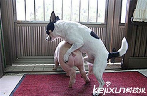 三观尽毁：发情的超级笨狗竟与小猪当众交媾