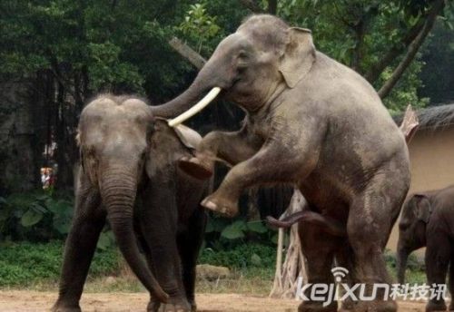 大象的性行为高清视频