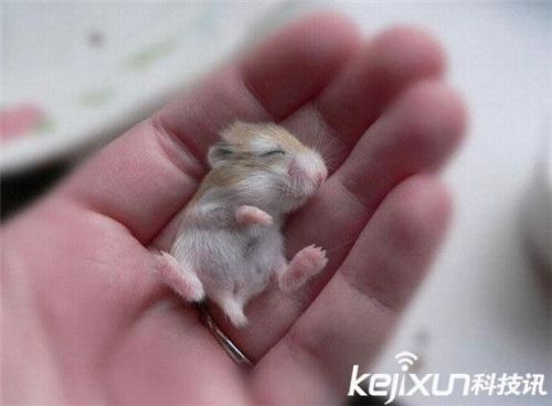 仓鼠baby.好可爱好可爱!萌得我要哭了