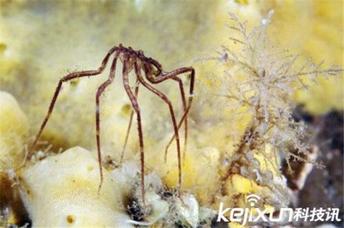 南极巨型奇异海蜘蛛 体长25厘米生殖器长在腿上