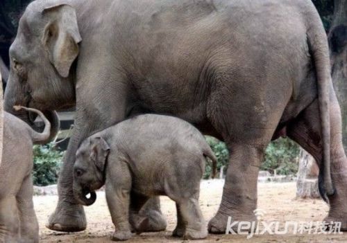 动物世界性行为大全:实拍大象交配全过程