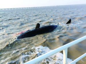 如东洋口港黄海大桥附近发现的又一头巨鲸