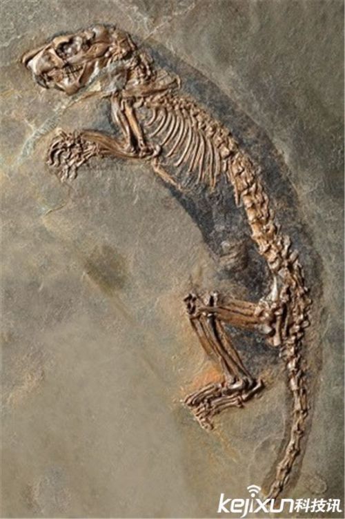 远古巨蛇身长超过巴士 盘点古生物发现