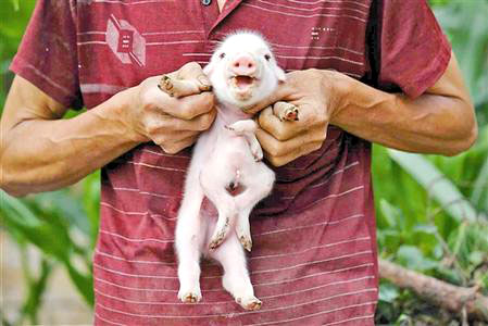 牛生麒麟猪生象 吉林一小猪&ldquo;返祖&rdquo;如迷你象