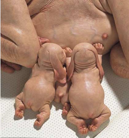 牛生麒麟猪生象 吉林一小猪&ldquo;返祖&rdquo;如迷你象